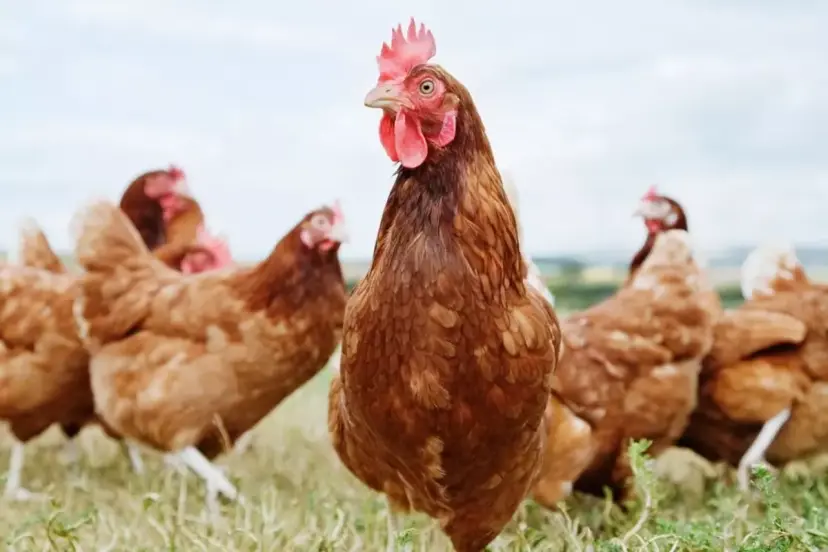 Türkiye'nin tavuk devine kesilen ceza miktarı büyük tartışma yarattı