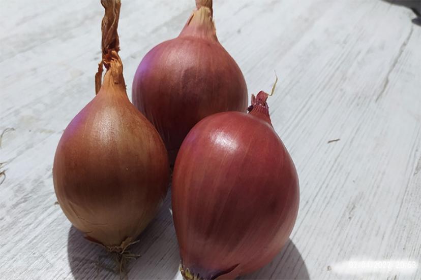 Üretici İsyanda! Tarlada 1TL’ye Satılamayan Soğan, Markette Nasıl 10 TL Oldu ?