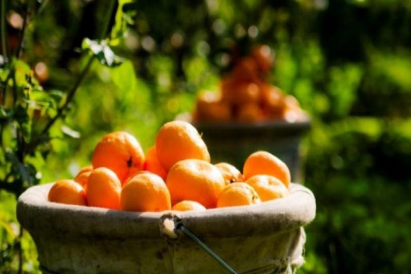 Üreticiden Markete Uçurum Büyümeye Devam Ediyor: Bahçe de 3,5 TL Markette 10 TL