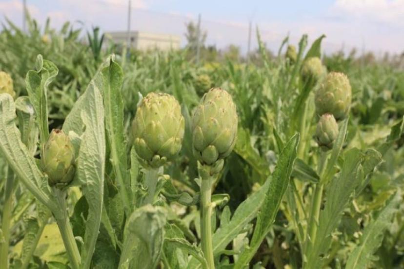 Urla Enginar Günleri 28 Nisan'da Başlıyor