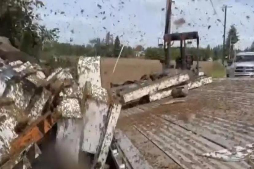 Washington'da alarm! 250 milyon arı kaçtı