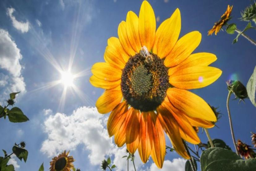 Yağ Krizinden Sonra Ayçiçeğinde Stratejik Karar