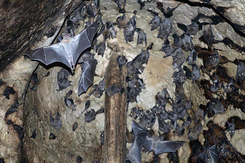 Yarasalarda görülen koronavirüslerin soy ağacında yeni bir dala rastlandı