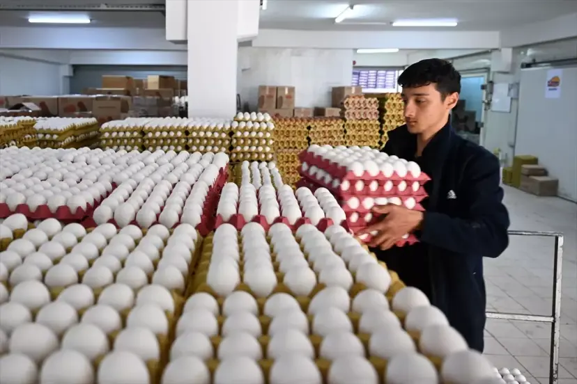 Yumurta fiyatları yapılan düzenlemelerin ardından normal seviyeye döndü