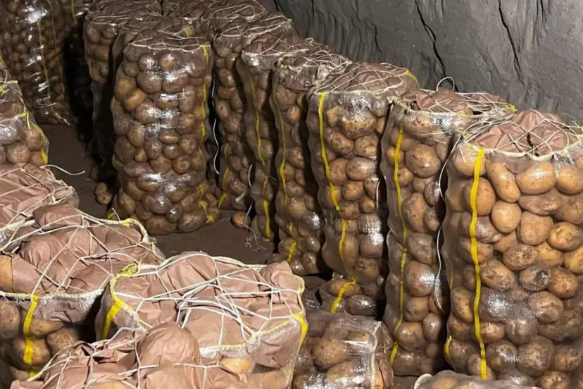 Yurt dışından gelen 2 bin tondan fazla patates virüslü çıktı